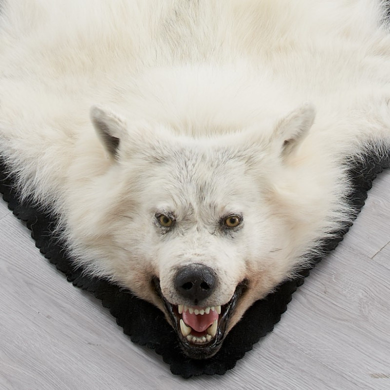 Arctic Wolf Skin Rug Ep4159060a, How To Skin A Wolf For Rug