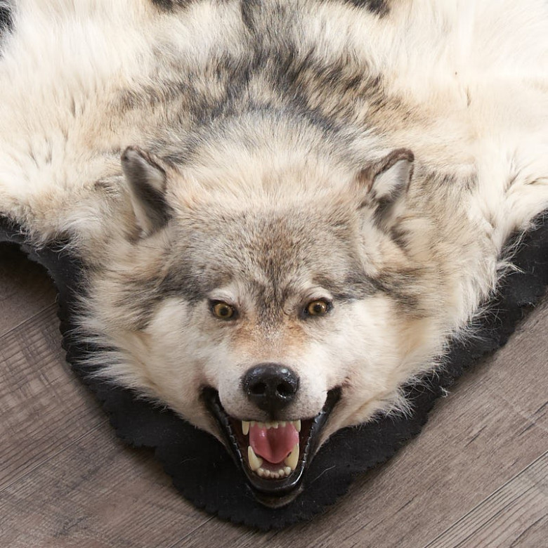 Arctic Wolf Skin Rug Ep4155125b, Genuine Animal Skin Rugs Canada