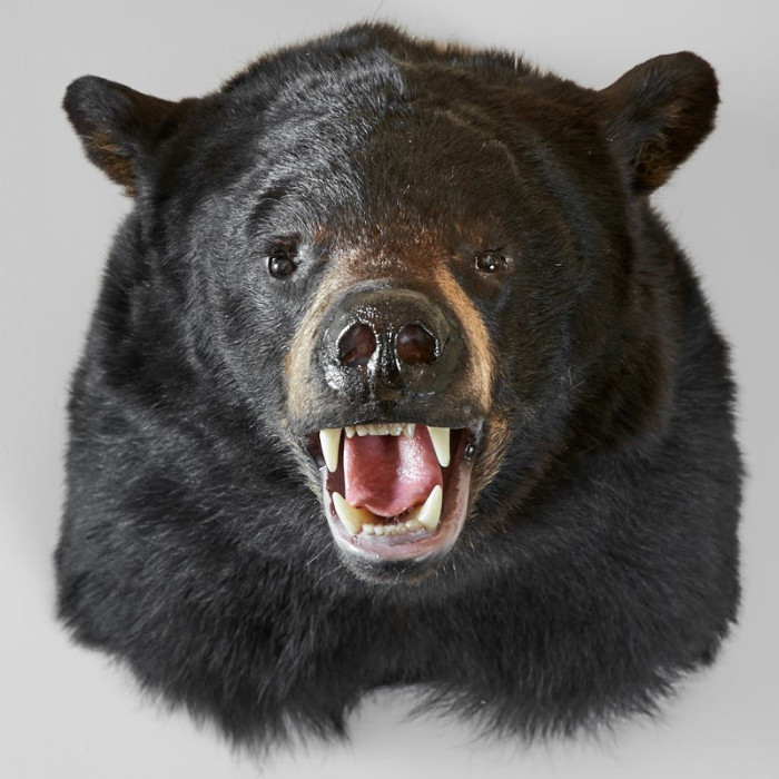 Black Bear Shoulder Mount RU1201006
