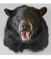 Black Bear Shoulder Mount RU1201006