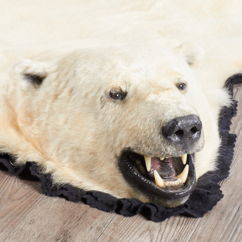shop foot polar bear rug ep bear skin rugs. 