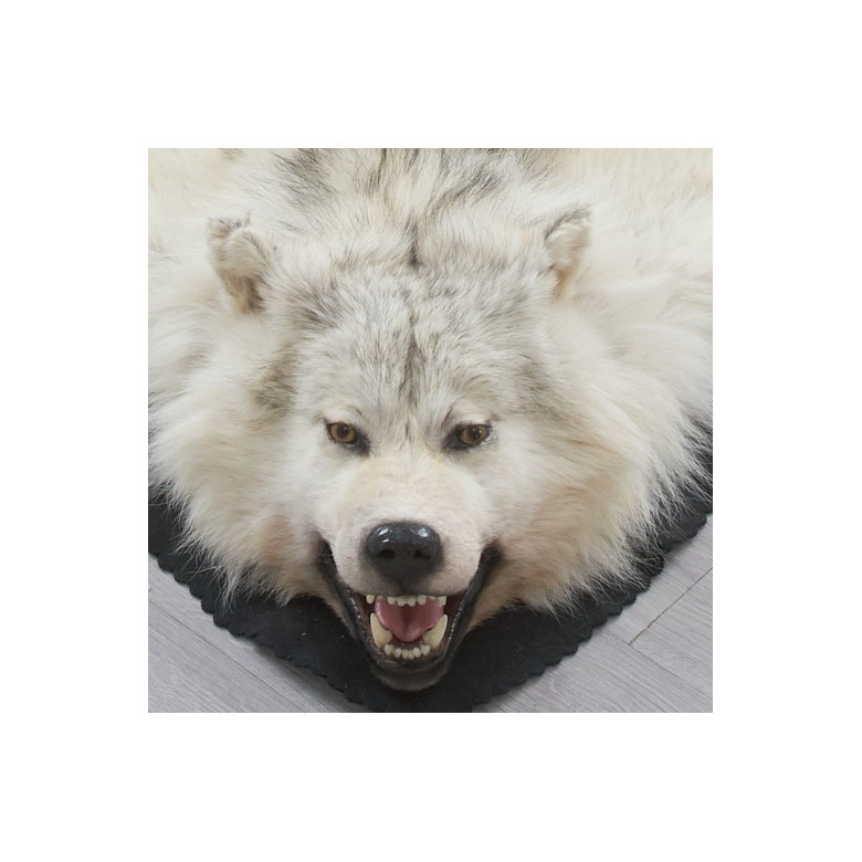 Shop For 5 Feet 6 Inches 170 Cm Arctic Wolf Skin Rug Ep4155125