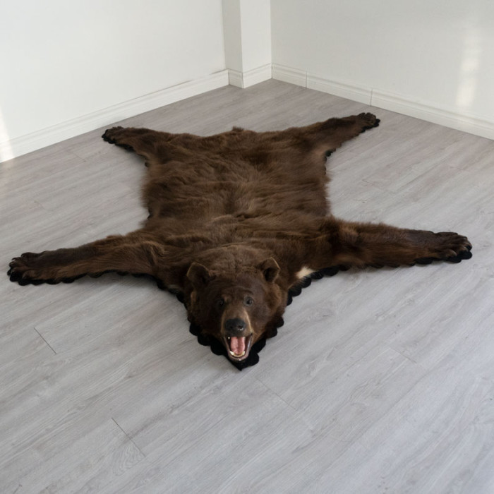 5 Feet 8 Inches (178 cm) Brown Bear Rug- 70502019